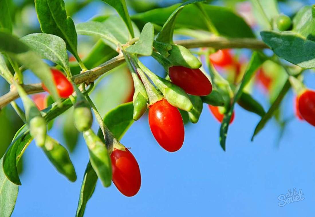 Goji berries - Useful properties
