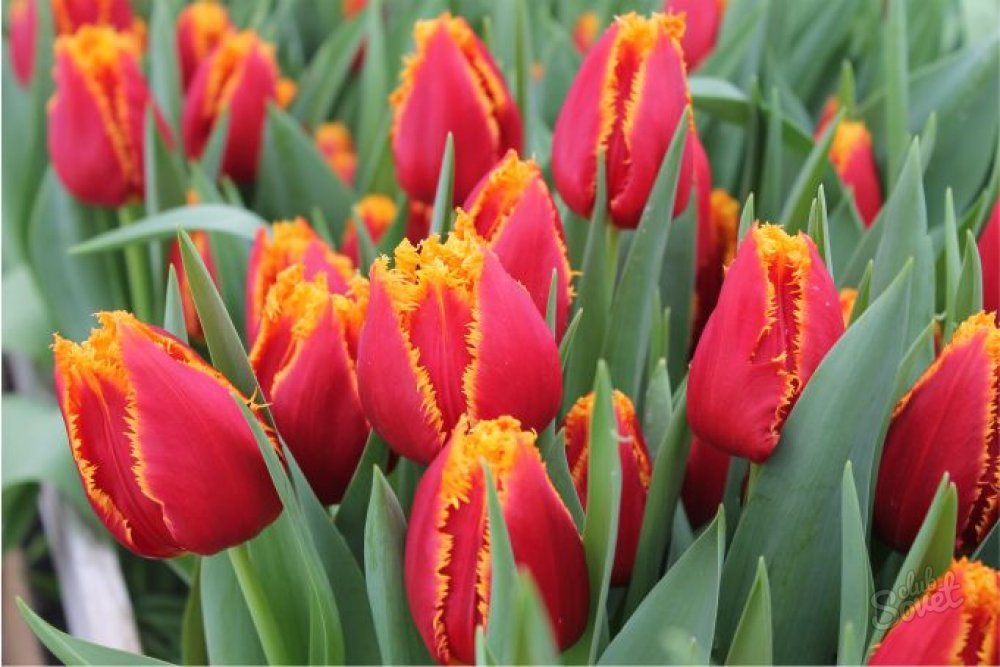 Come memorizzare i tulipani