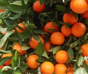 Kako raste Mandarin iz kosti