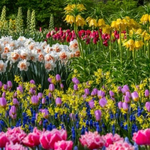 Stock Foto Jak zakładać tulipany jesienią w otwartym terenie