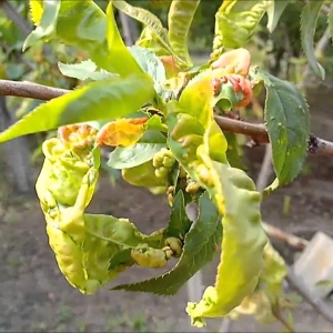 Курчавість листя персика - лікування