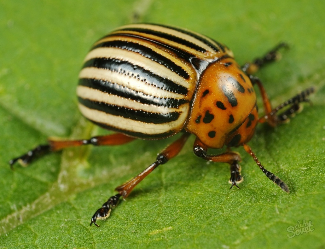 Ako sa zbaviť Colorado Beetle