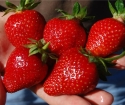 Πώς να μεγαλώσουν φράουλα