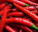 Hogyan növény chili paprika