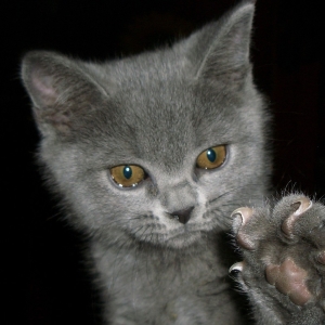 Fotó Hogyan cselekedj egy macskát, hogy fasz tapéta