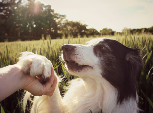 Comment apprendre à un chien à donner une patte