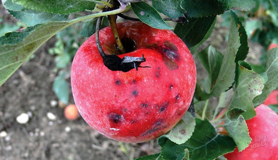 Parsha na jabolčnem drevesu Kako se ukvarjati