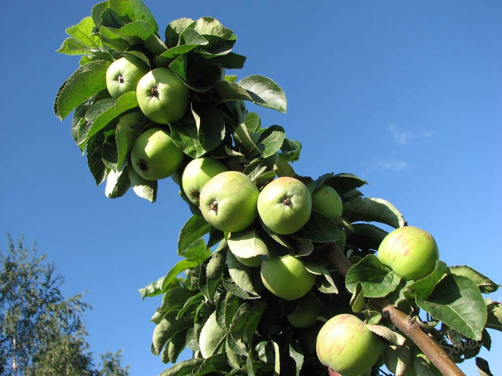 Ako znížiť Colonum Apple Tree