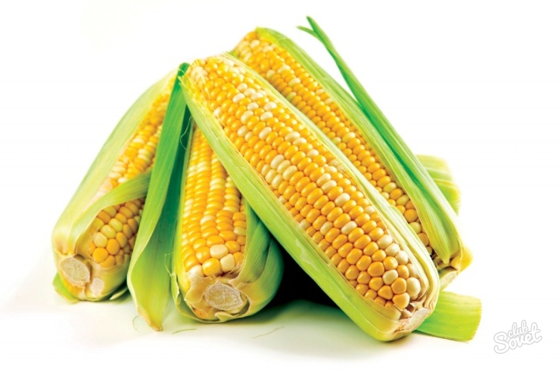 Comment planter du maïs au chalet