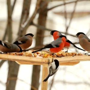 Stock foto quoi d'alimenter des oiseaux en hiver?