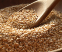 Nasiona sezamu - korzyści i szkoda, jak wziąć