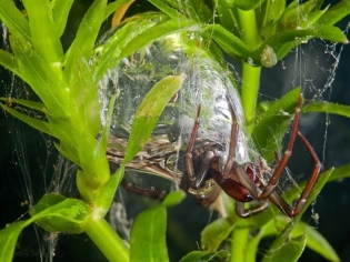 Από spider-ασημί γεμίζει υποβρύχια φωλιά του