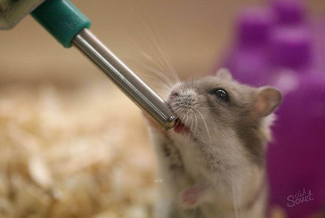 How to make a hammer for a hamster with your own hands?