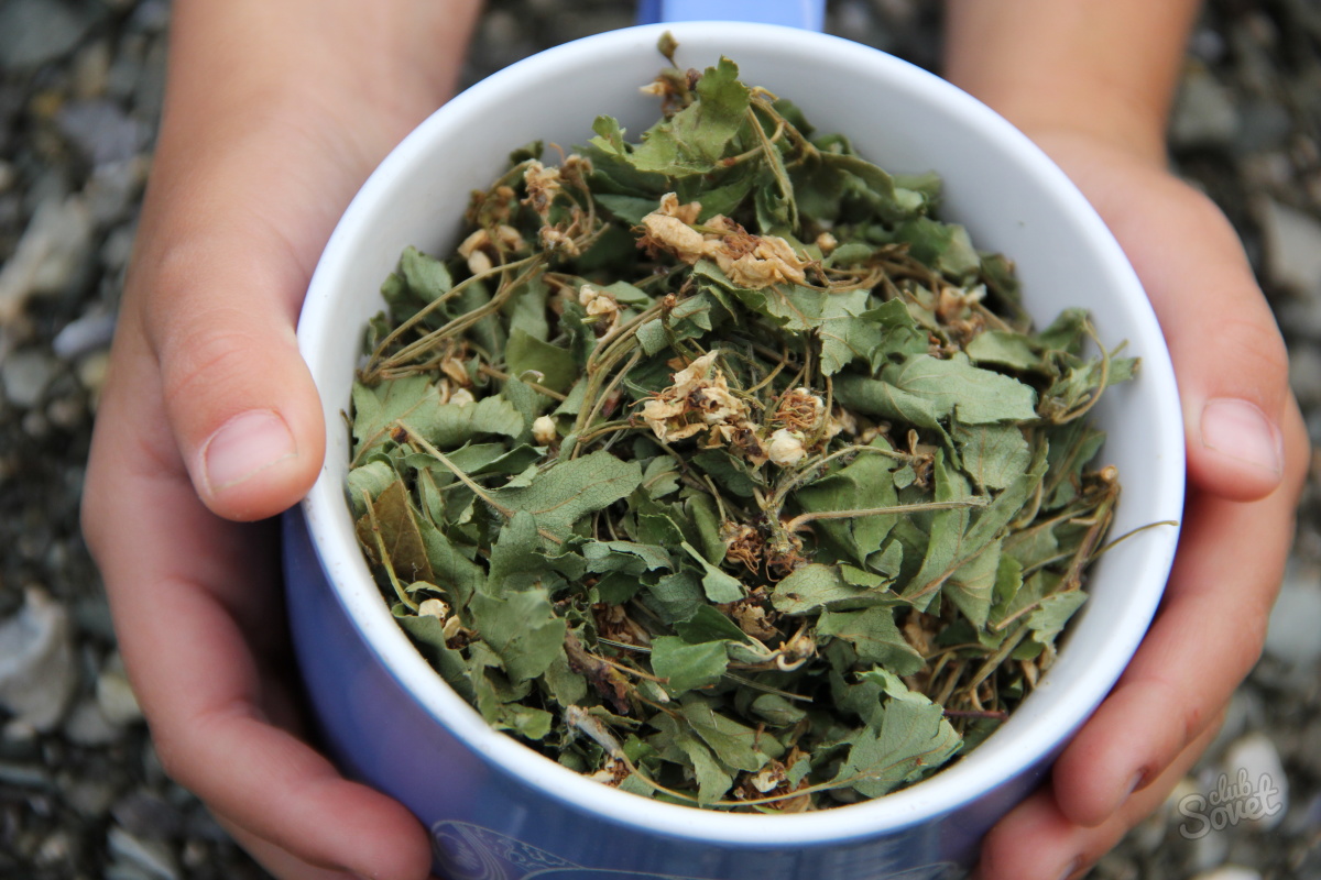 Как приготовить чай из листьев. Чай из листьев. Травяной чай листья. Сбор чайных листьев. Ароматные листья для чая.