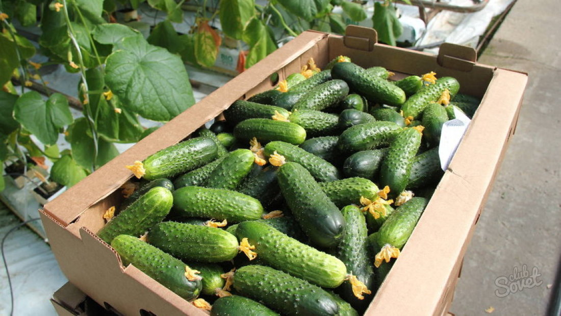 How to pour cucumbers to grow faster?