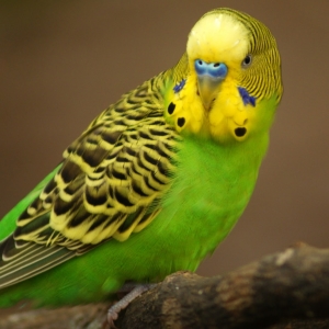 Фото как приручить волнистого попугая