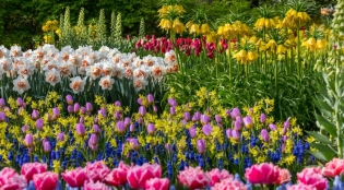 Kako posaditi tulipane jeseni v odprtem tleh