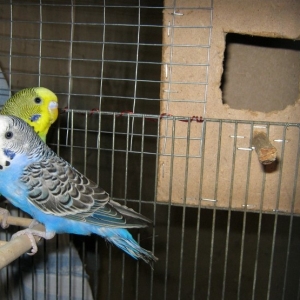 Foto Jak udělat hnízdo pro papoušky?