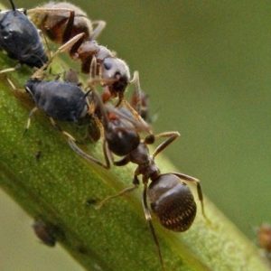 Come sbarazzarsi di formiche sul giardino