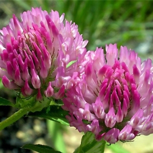 How to sow clover