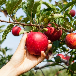 Ce vise pentru a colecta mere?