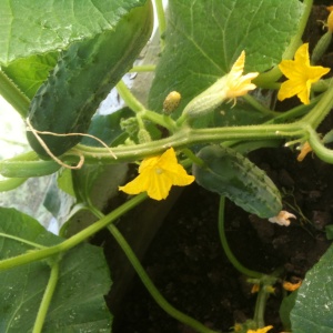 How to care for cucumbers in greenhouse