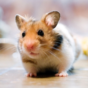 Foto cum să aibă grijă de hamsteri