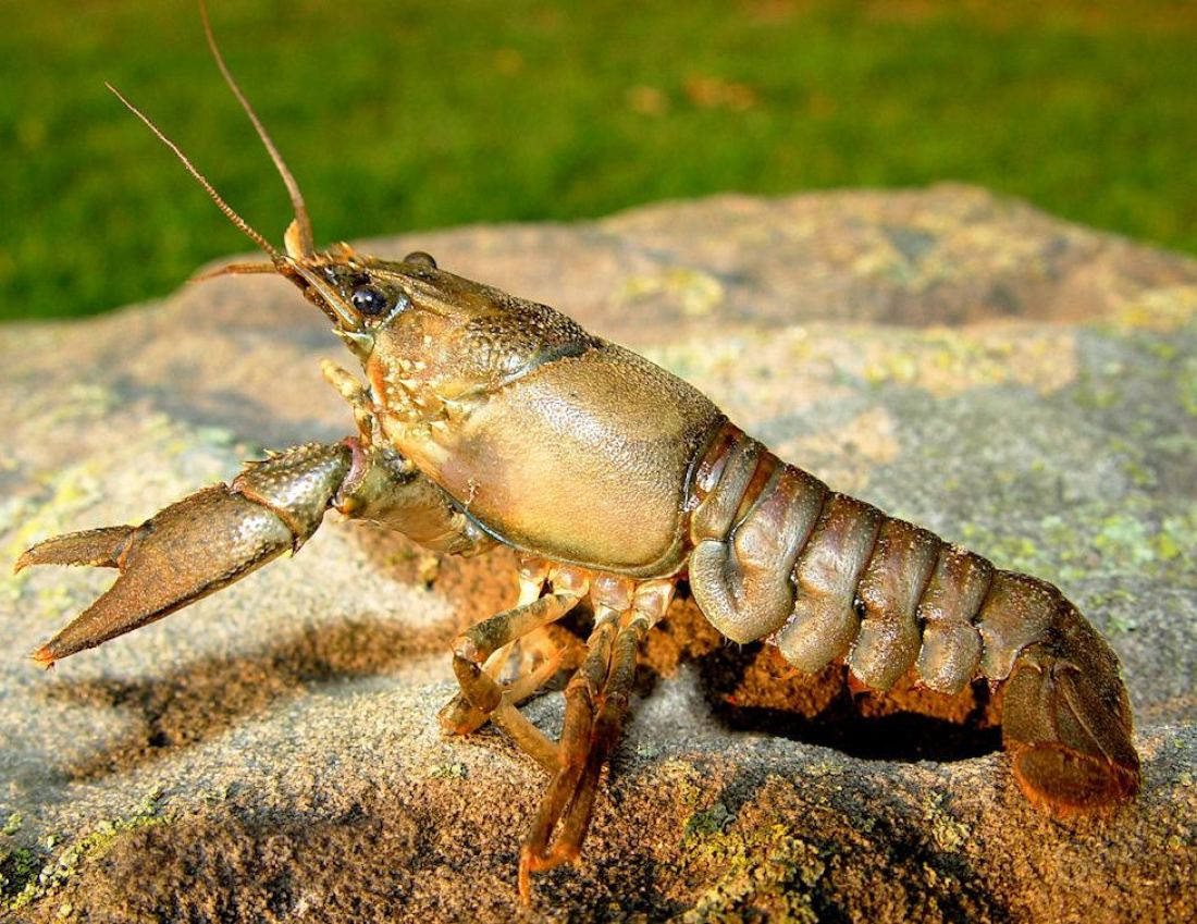 Cara Menumbuhkan Crayfish