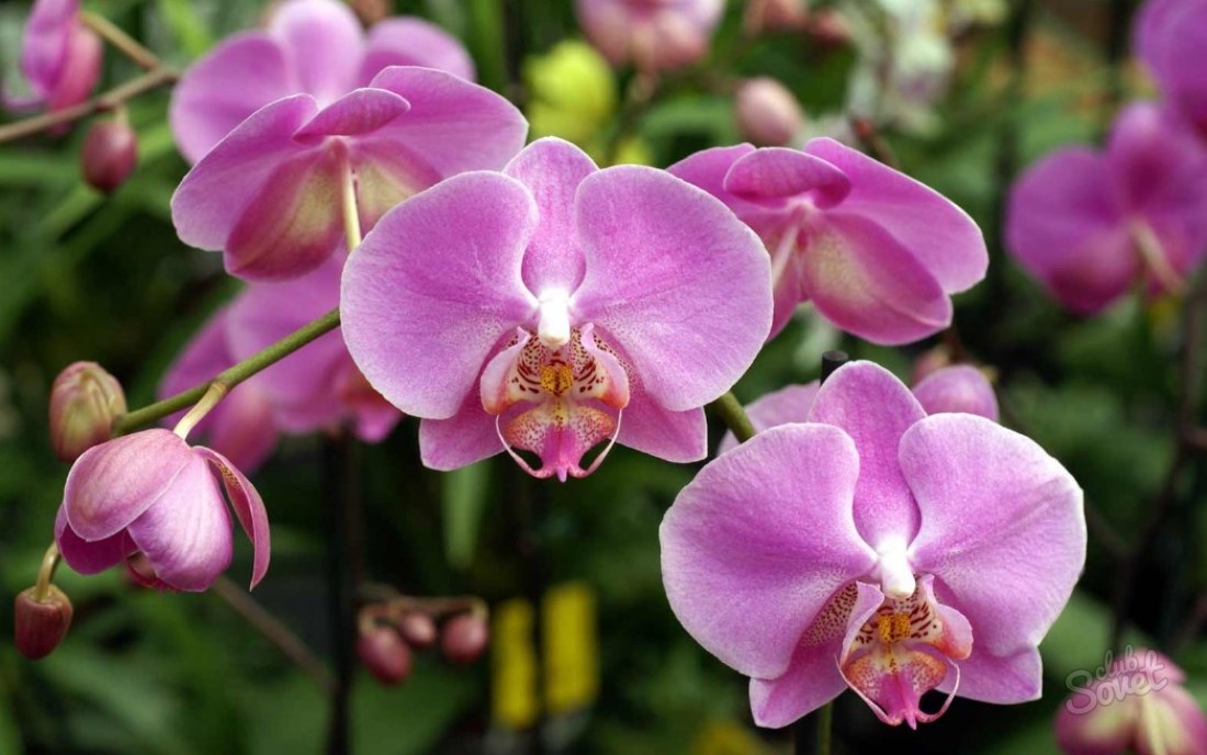 De ce nu floare orhidee?