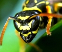 نحوه درمان Bite Wasp