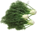 Fennel for weight loss