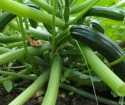 Mengapa zucchini membusuk?