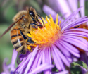 Jak hodować pszczoły w kraju
