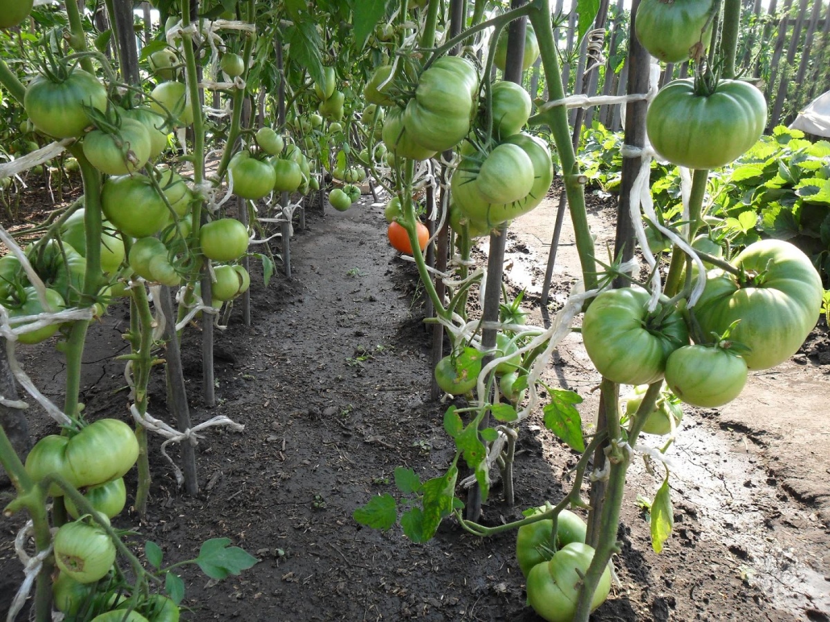 Bildning av en buske av tomater (5)