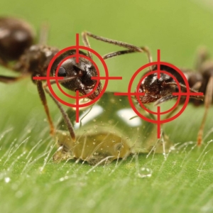 Photo How to get rid of ants in the garden