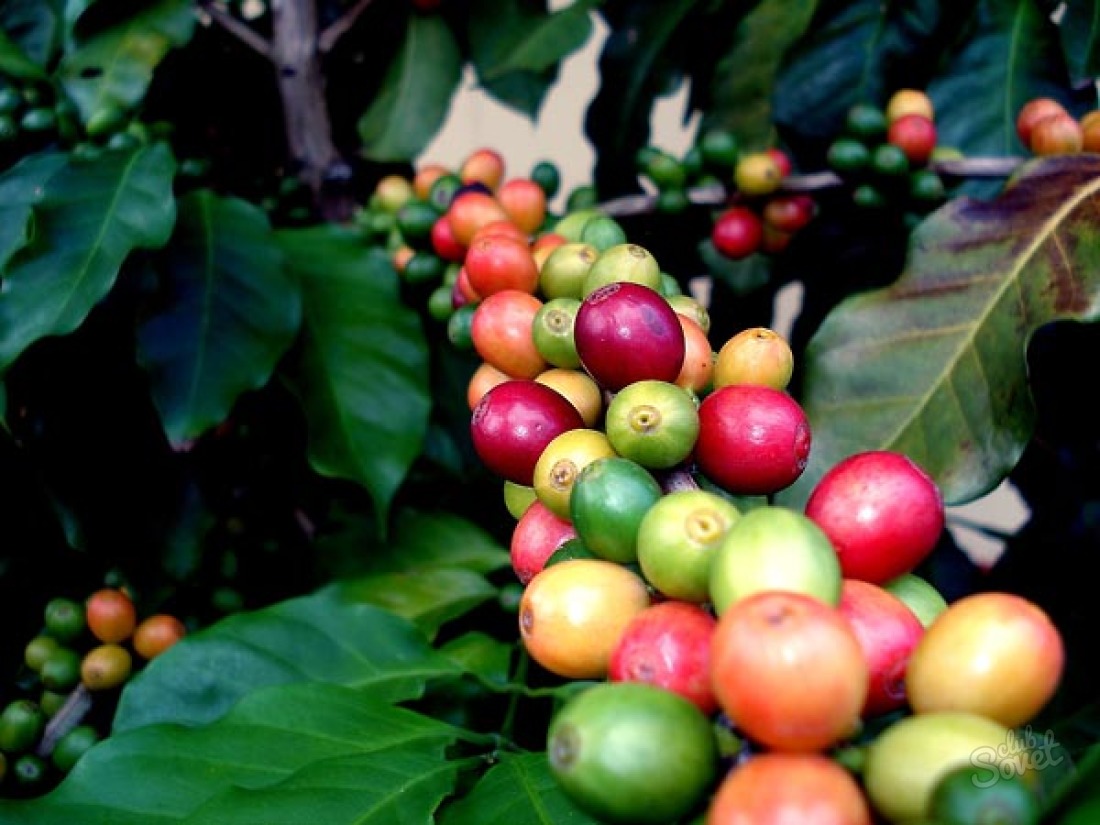მწვანე ყავა slimming - მიმოხილვა