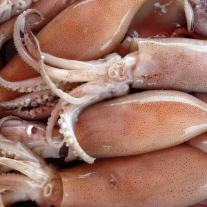 Photo how to clean squid