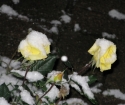 Hogyan kell elrejteni a rózsákat a télen