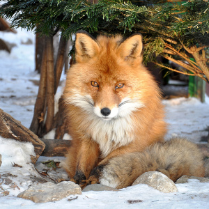 What dreams of fox