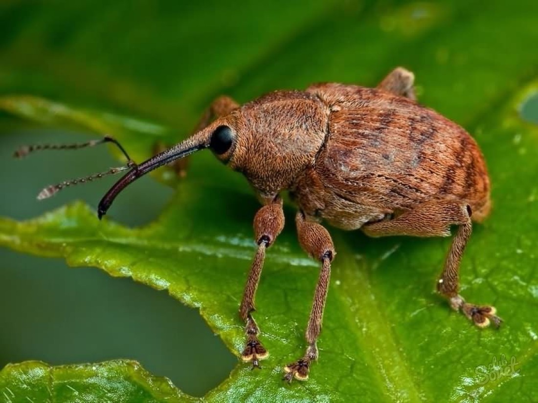 Как да се отървем от Weevils