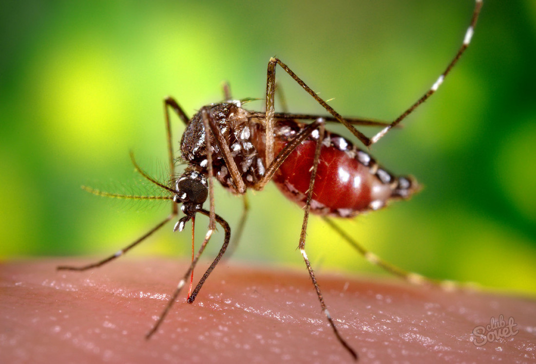 Sivrisinek ısırıkları nasıl tedavi edilir