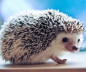 Why is a hedgehog dreaming?