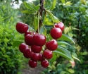 Ako zasadiť Cherry