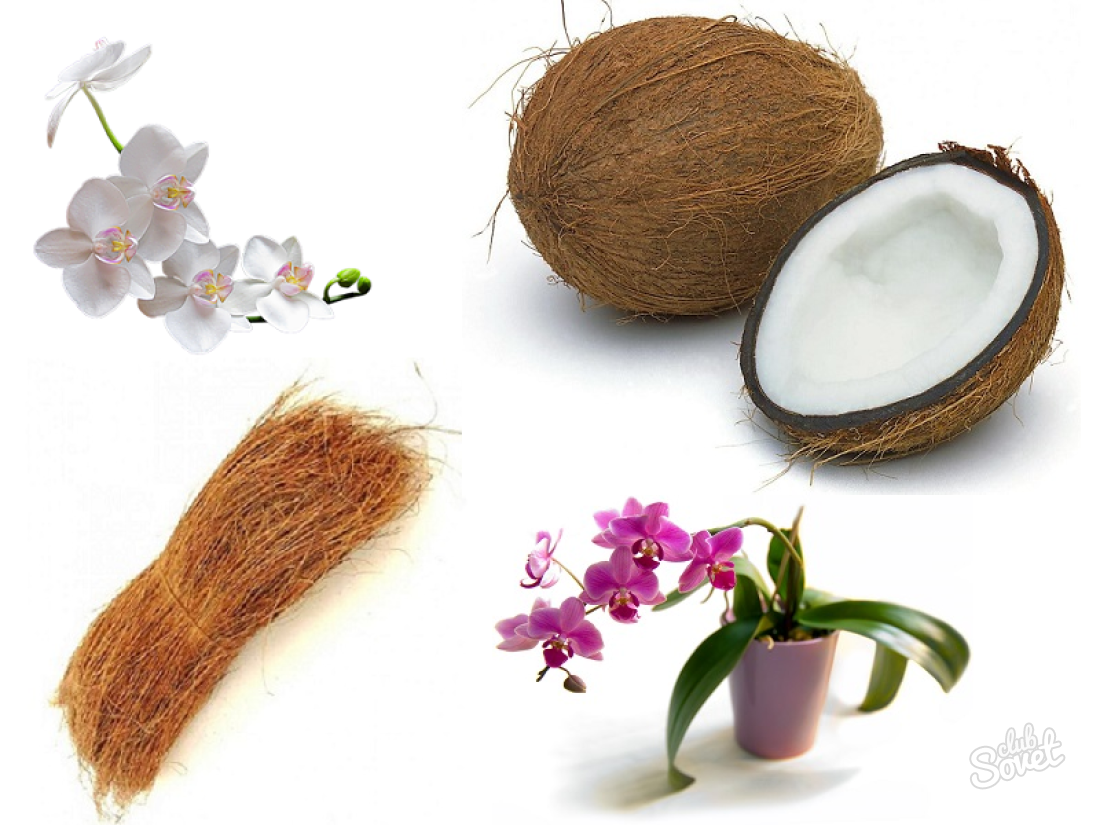 Kokosnötfiber för blommor, hur man använder