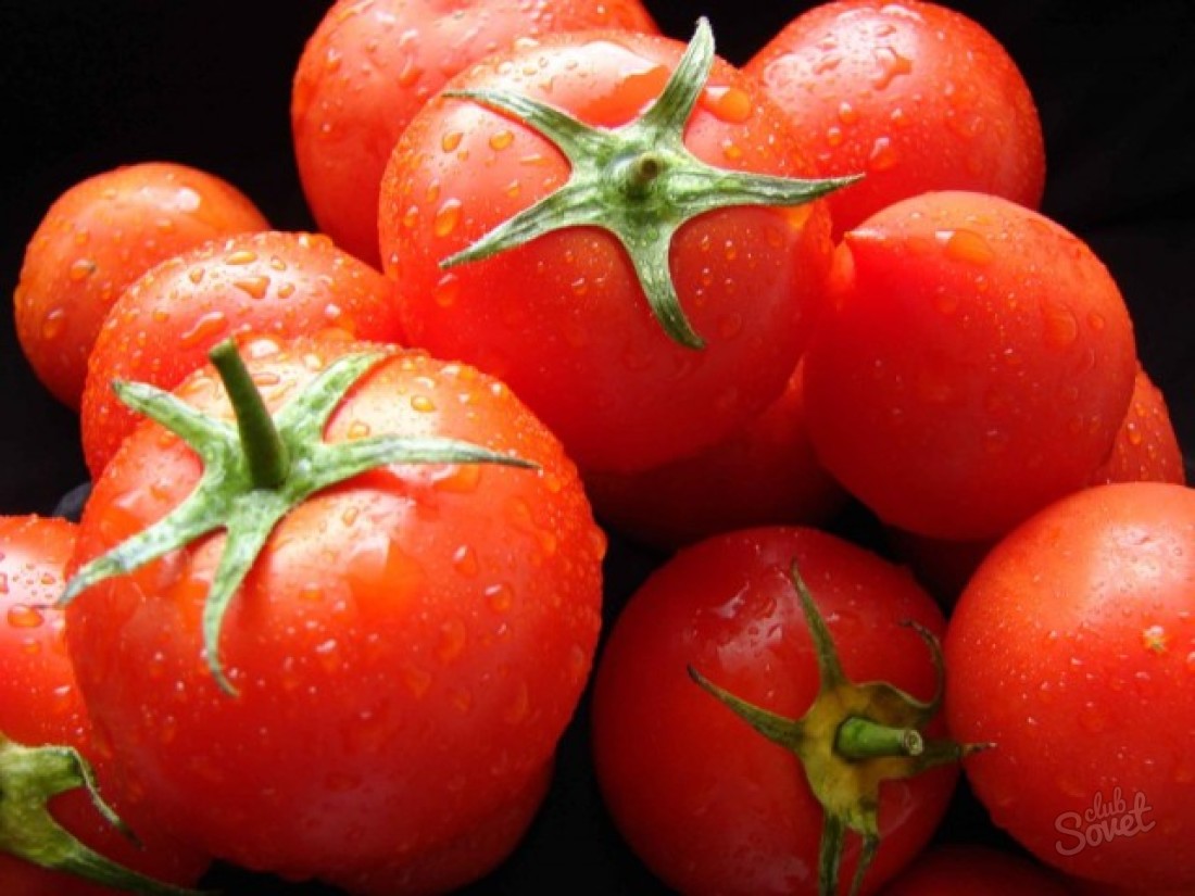 How to deal with pests of tomatoes