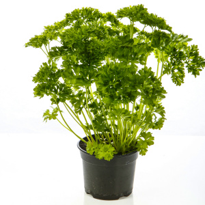 Photo how to grow parsley