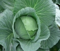 How to care for cabbage