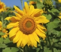 Wie macht man eine Sonnenblume mit Wellpapier?