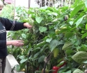 Πώς να φυτέψετε πιπεριές σε ανοιχτό έδαφος;