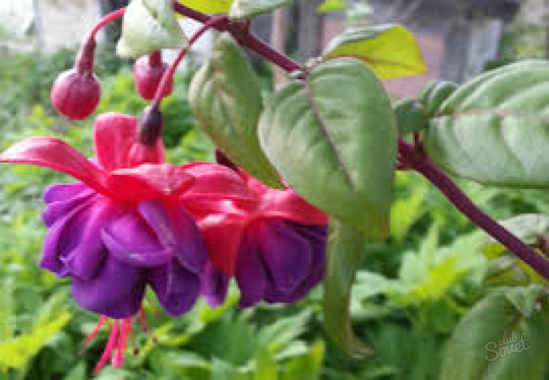 How to care for fuchsia